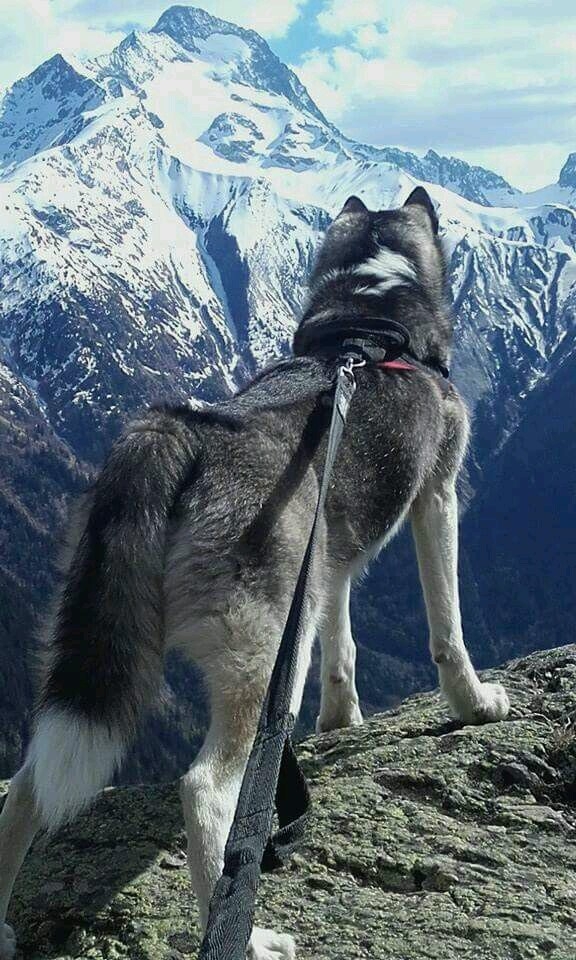 Husky