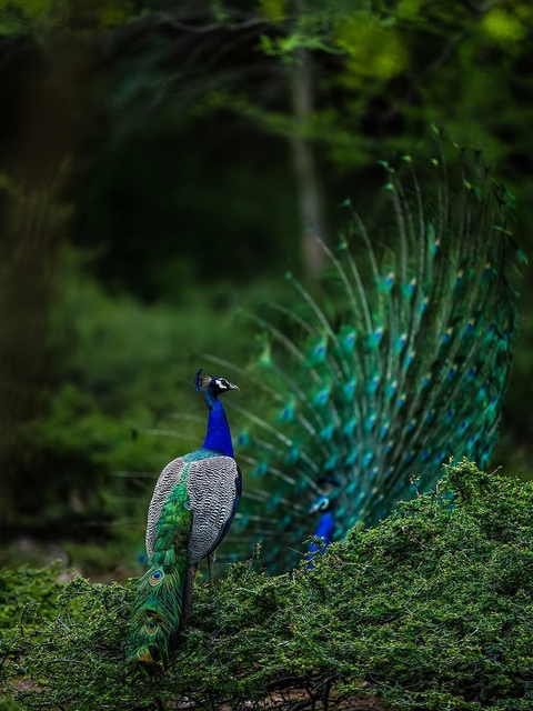 Ranthambore National Park, Zone 6 — Rajasthan, India