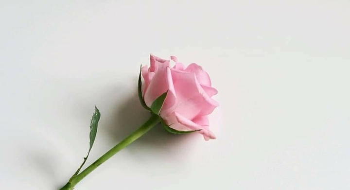 flower#pink#rose