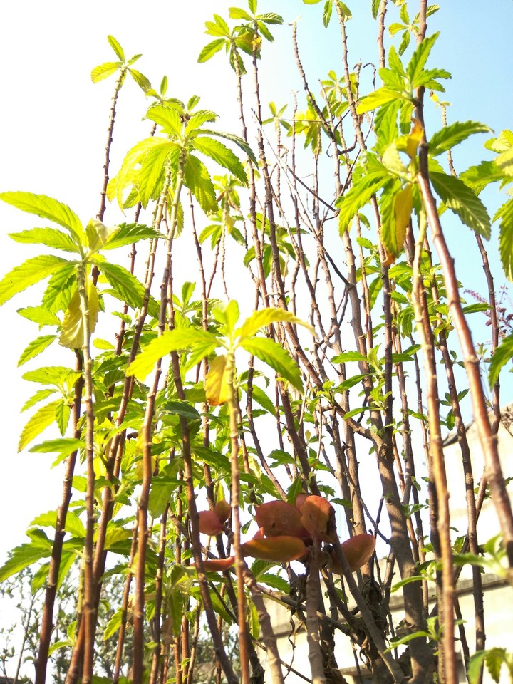 SHORT TREE