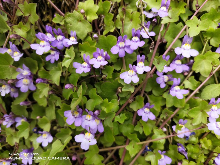 Purple Flowers