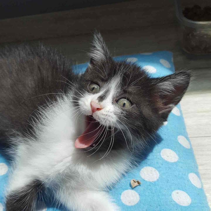 놀란 고양이