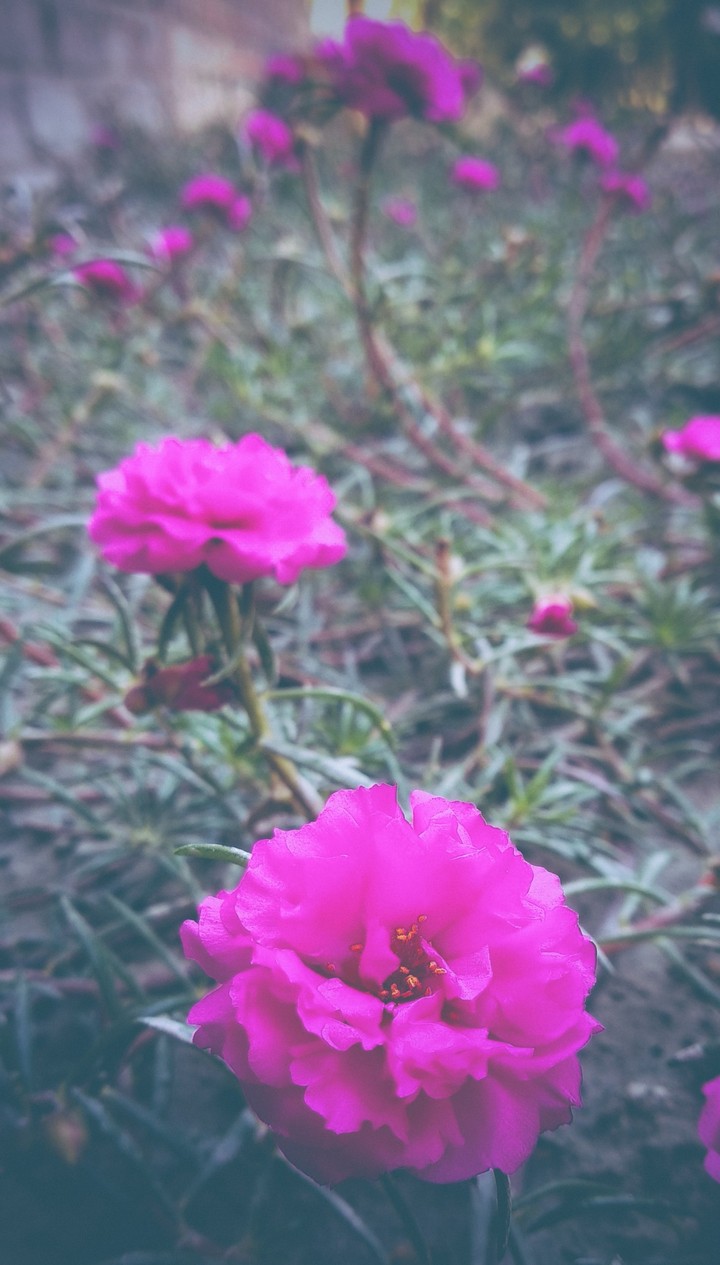 flower