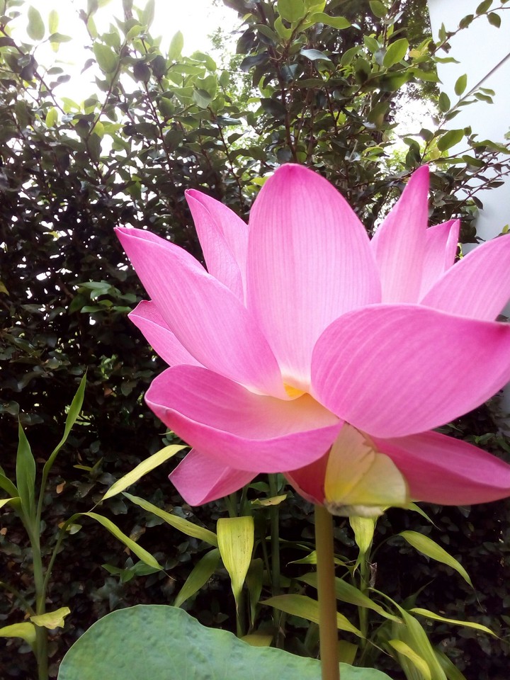 living like flowers!!!