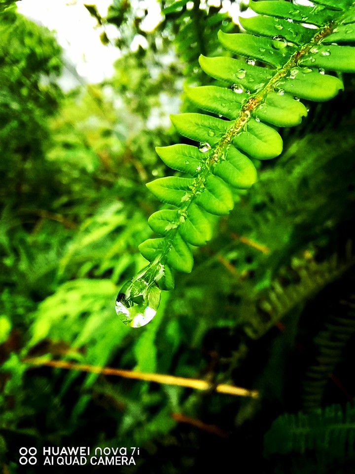 tropical beauty