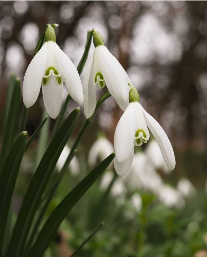 Spring