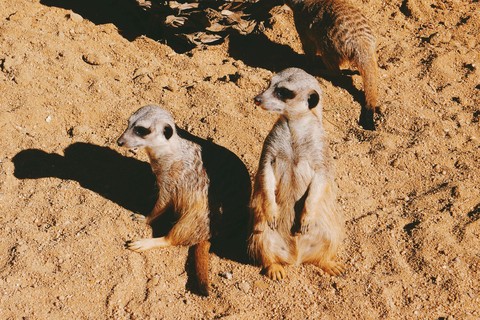 meerkats
