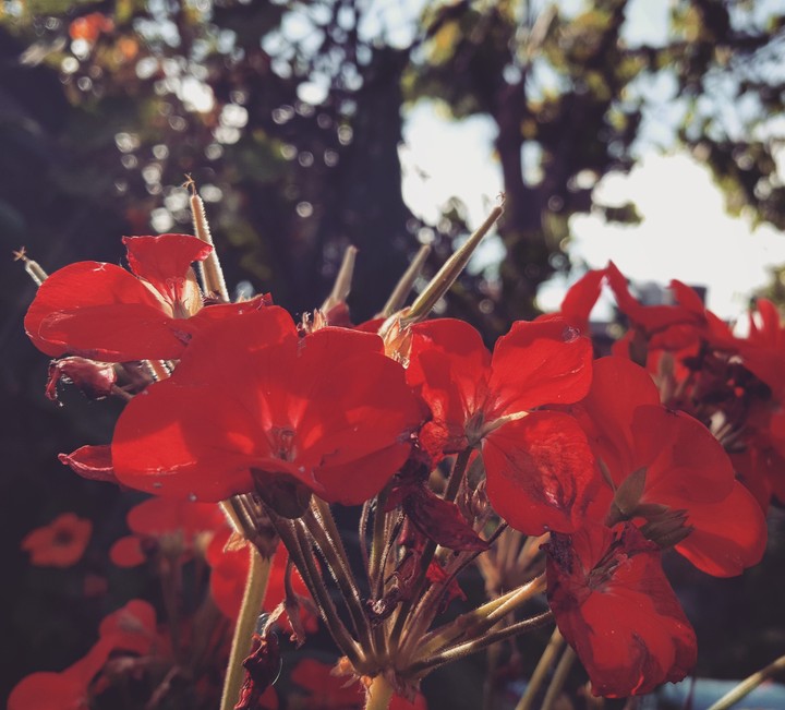 Hello Sunshine