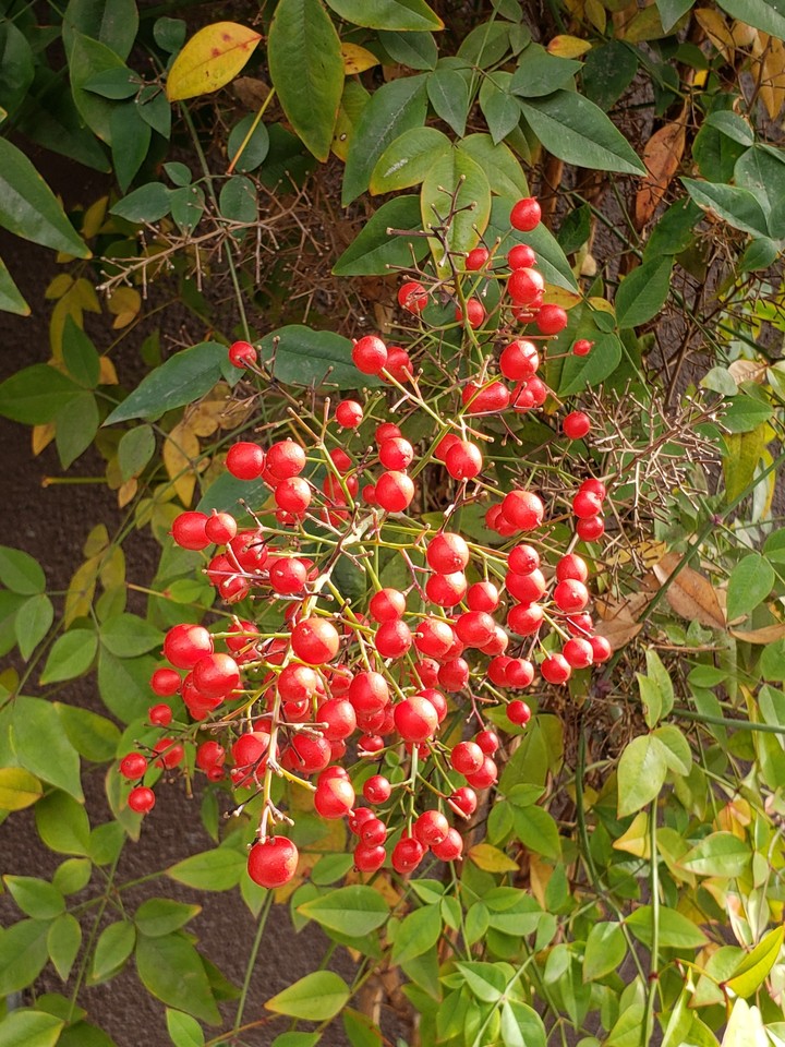 red is the color of love