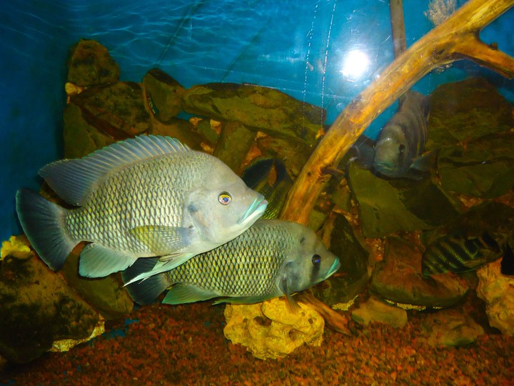 fish
