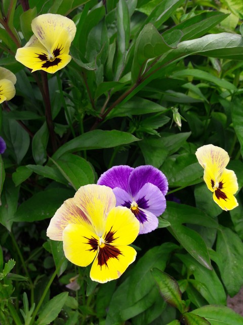flora, plant壁纸