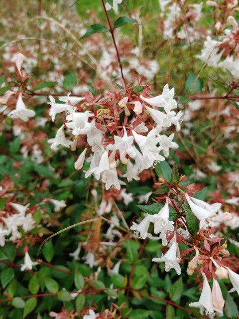 shrub, spring壁紙