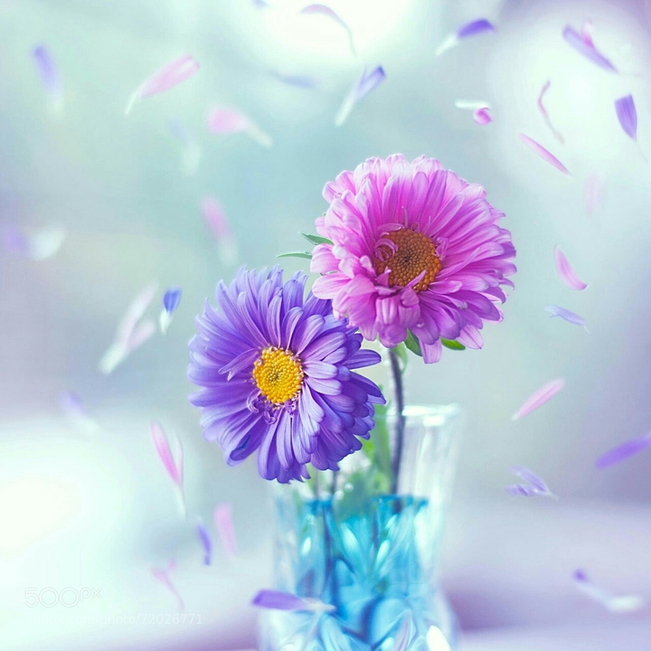 hd flower