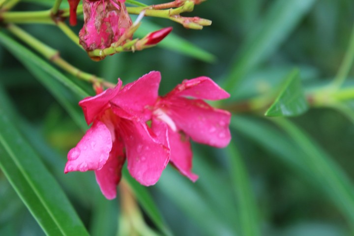 pink flower