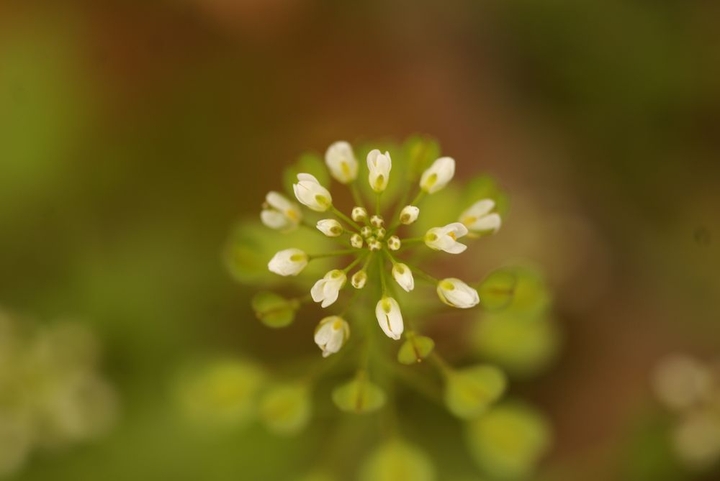 tiny flower