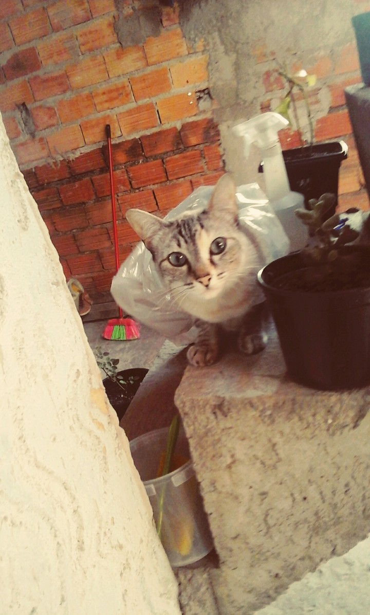sagha:-o que vc está fazendo humano???