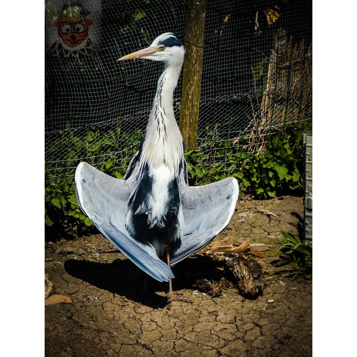 Heron