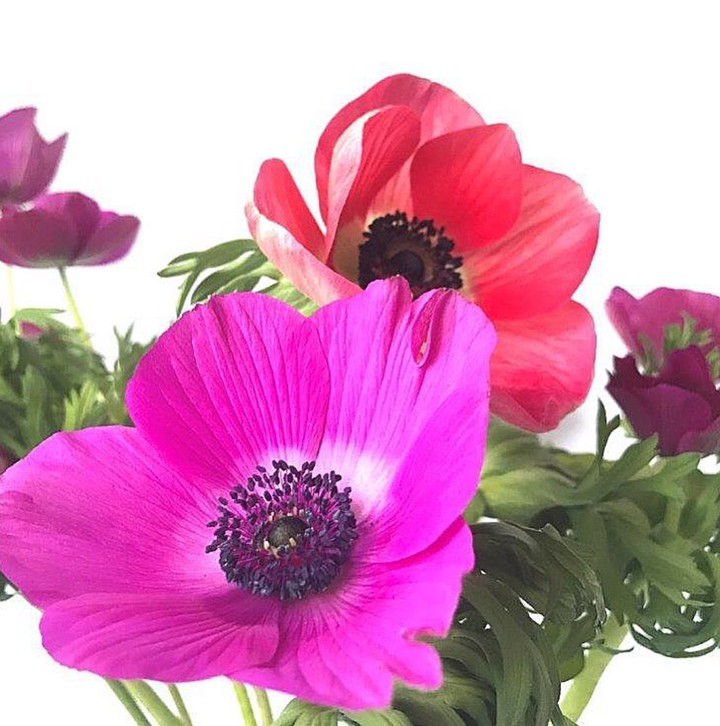 Krásná anemonka