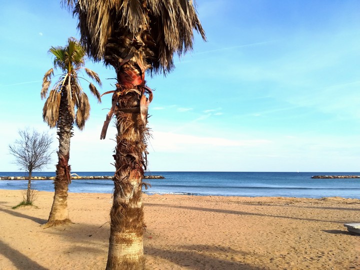 Palms on the Beach