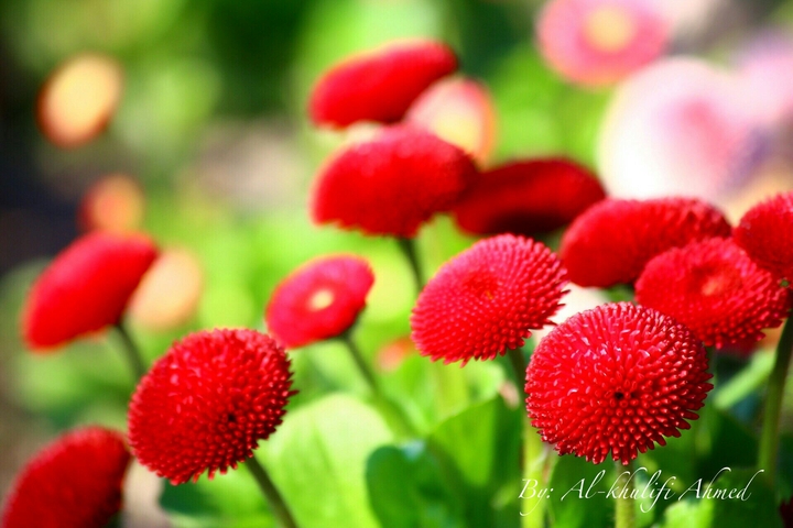 Red round flowers