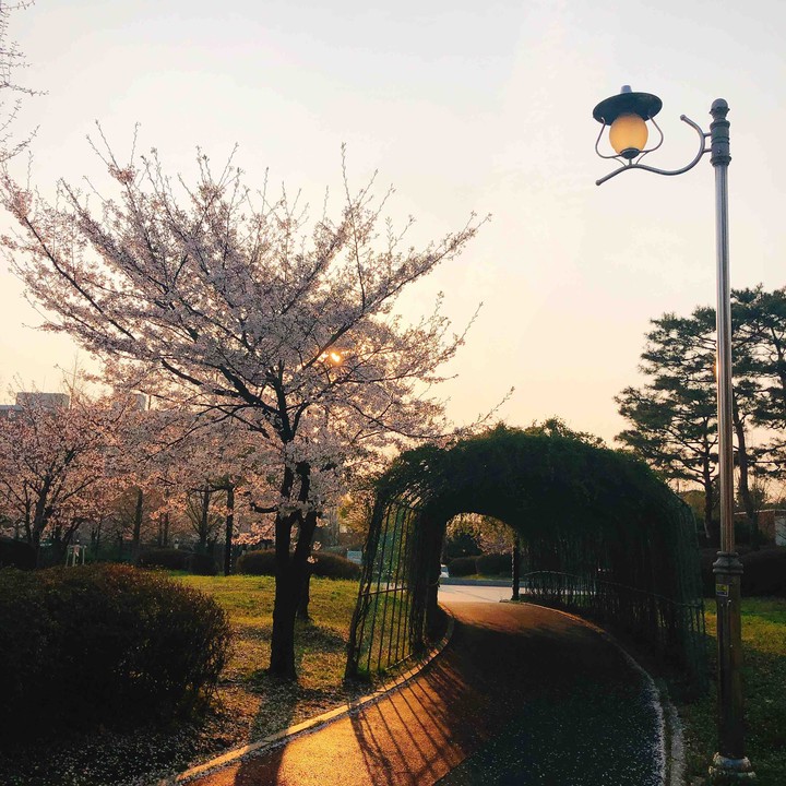 blossoms