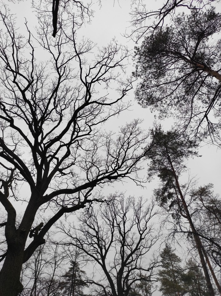 trees
