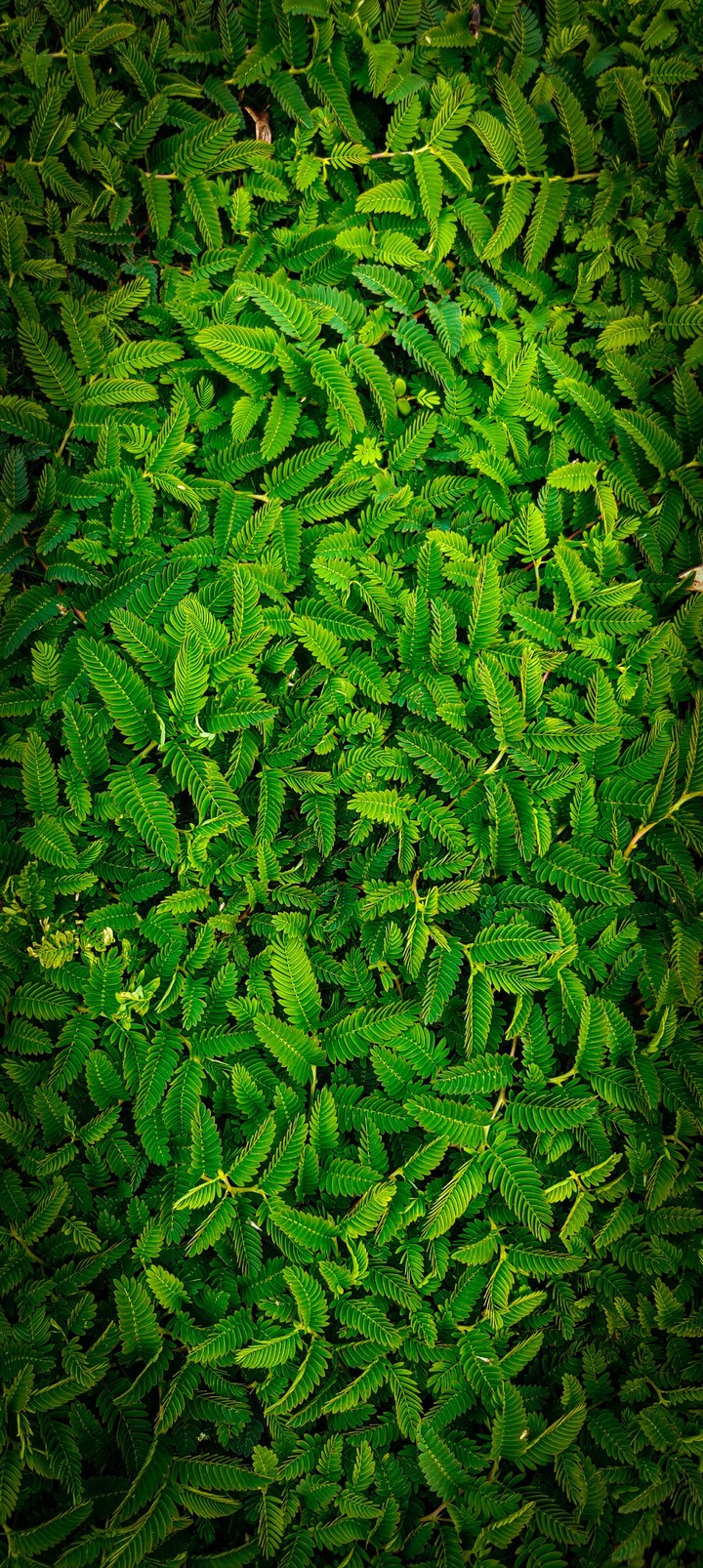 Greeny captured