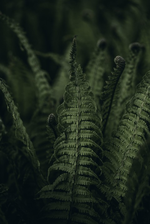 Jungle thickett