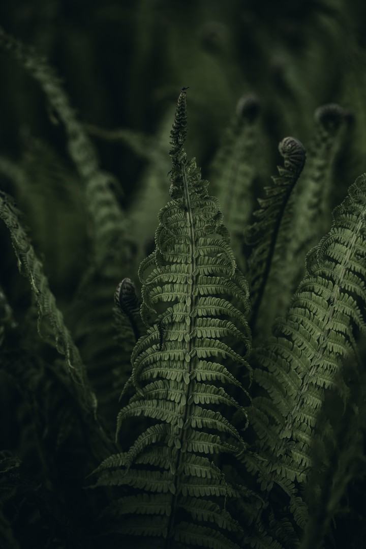 Jungle thickett
