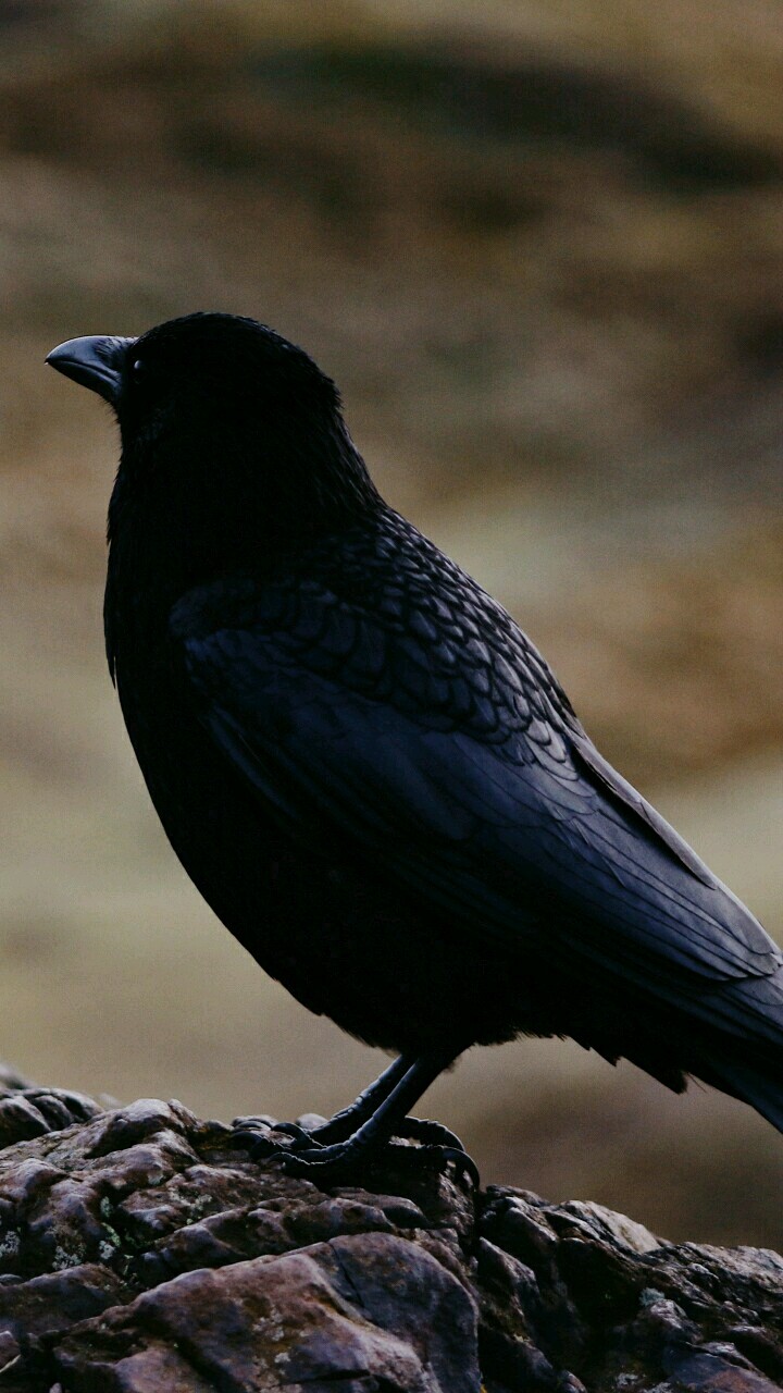 crow