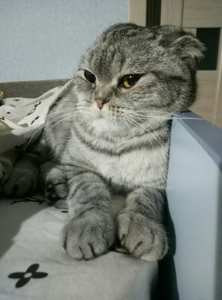 Кошка