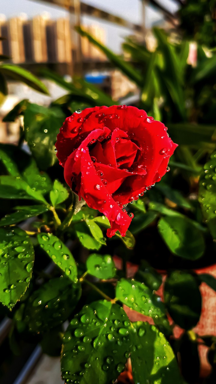 macro