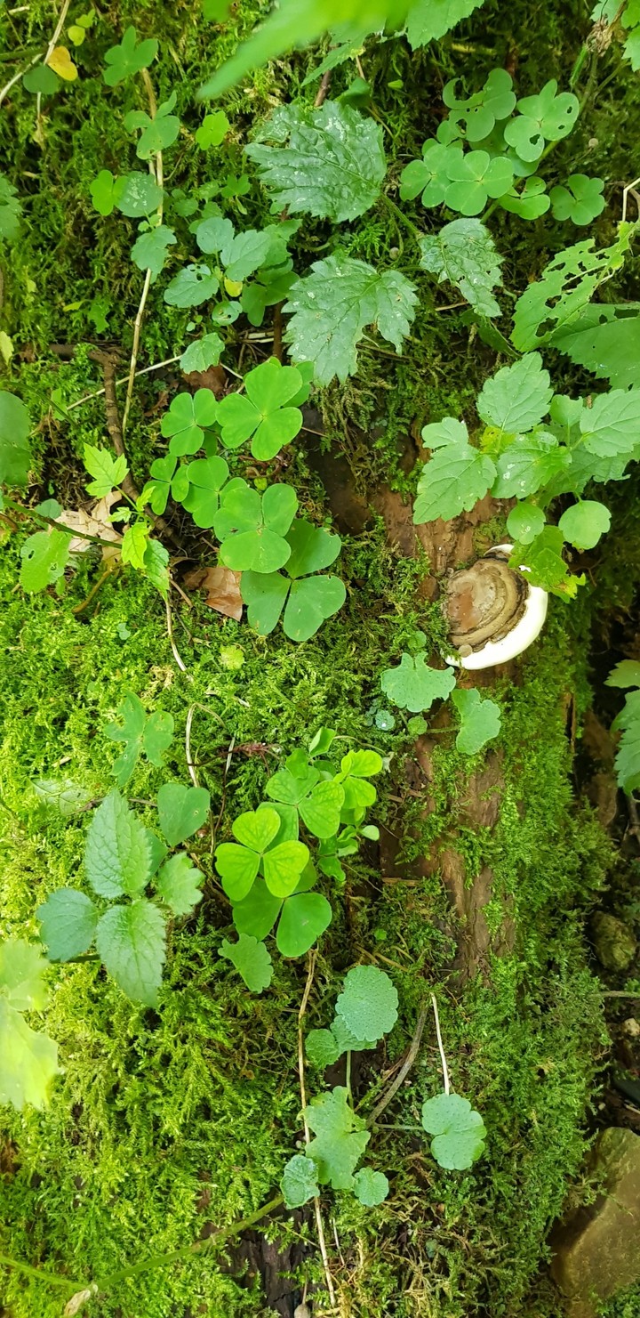 wood