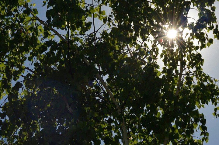 tree