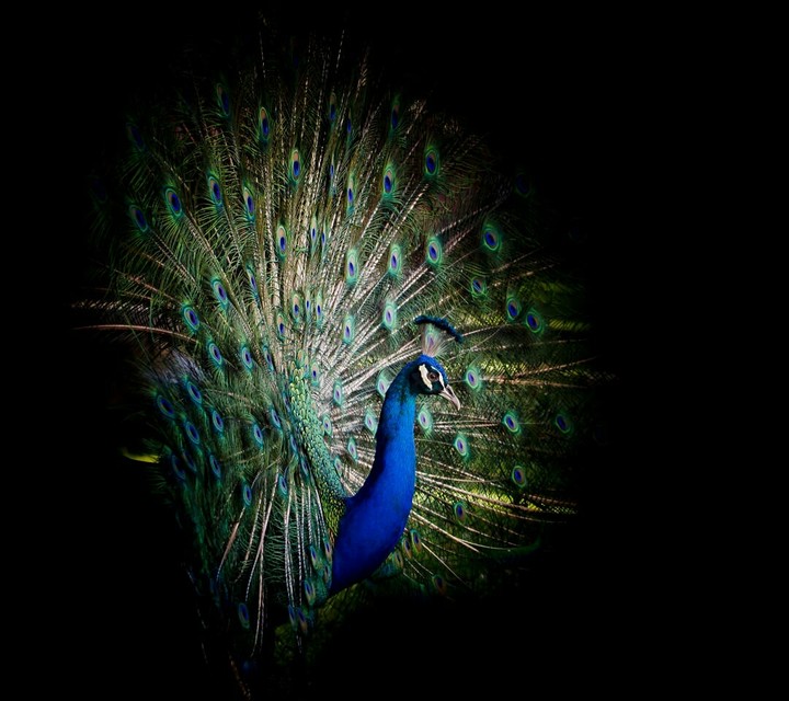 peacock