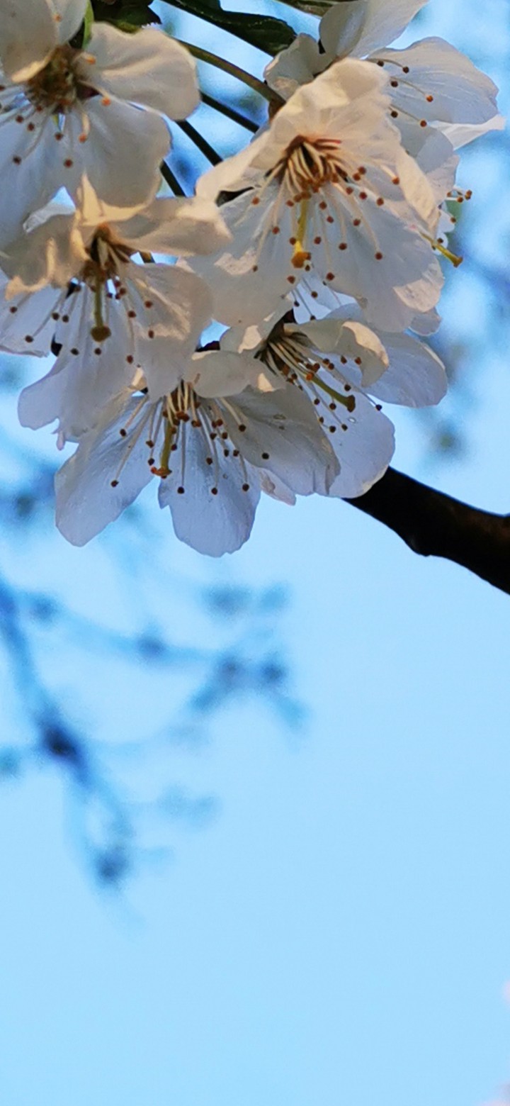 blossom zoom 2