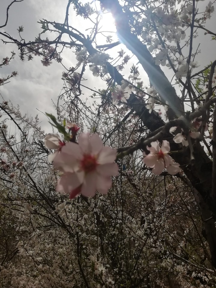 Blossom in Spring