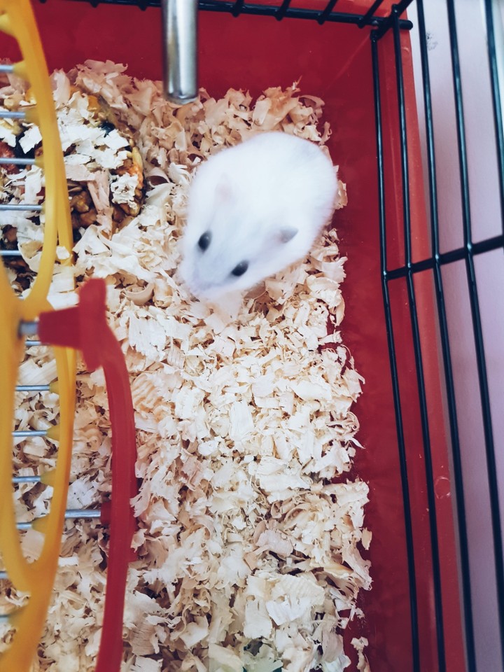 #hamster #chomik #pets