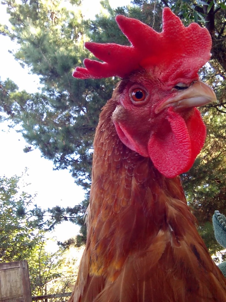 Chicken