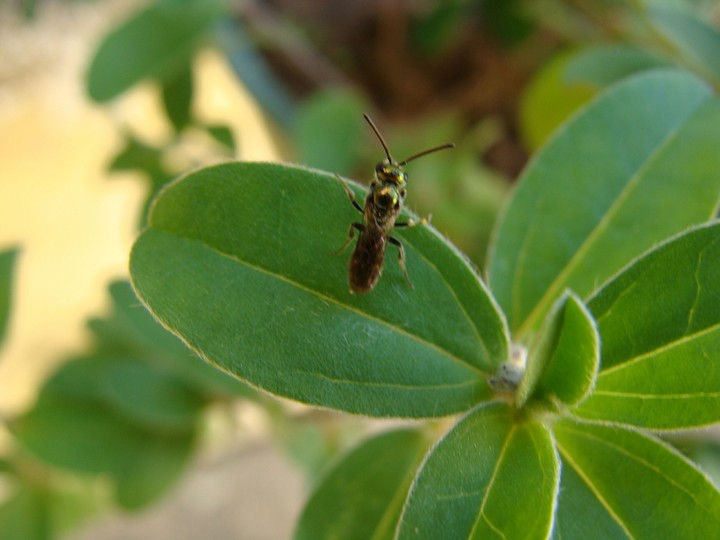 Wasp
