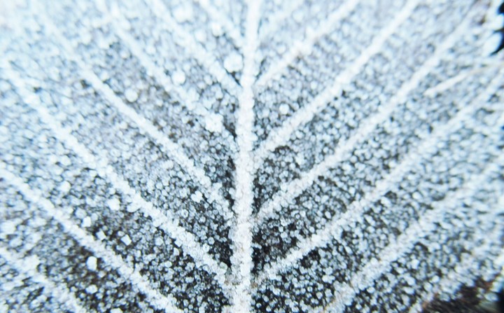 leaf
