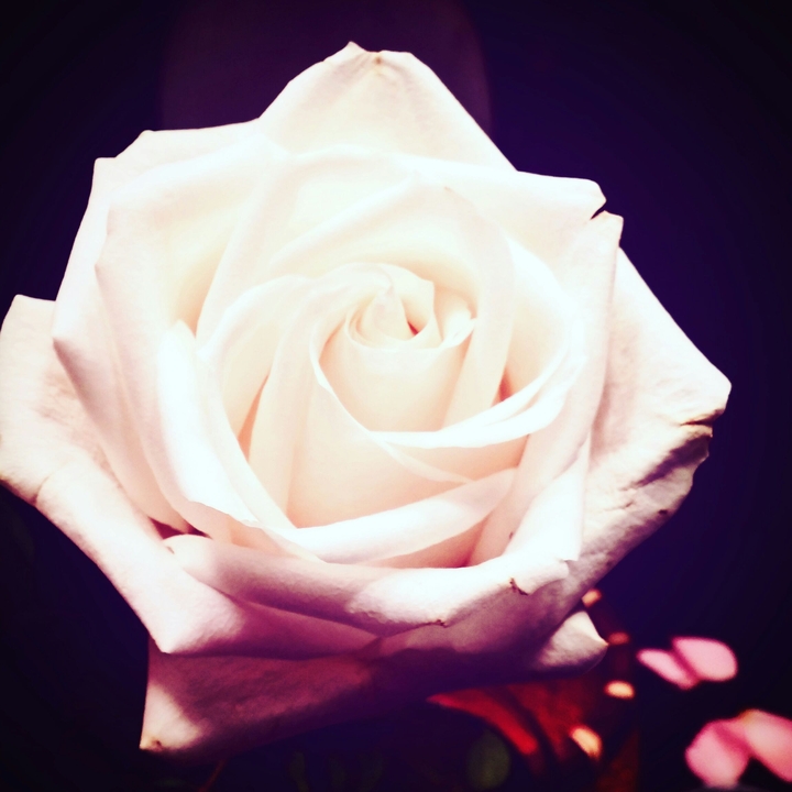 Everlasting White Rose