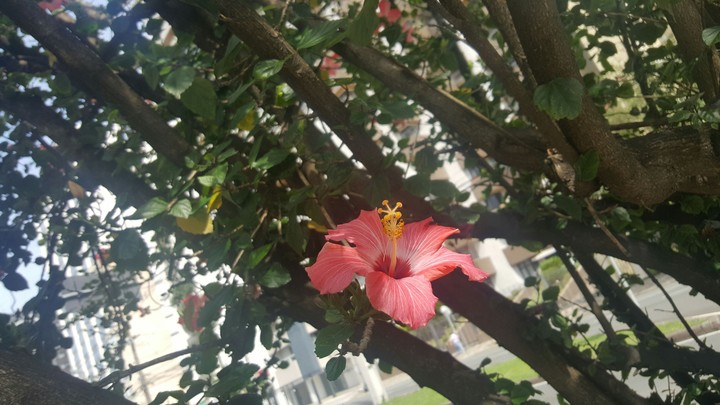 Spring