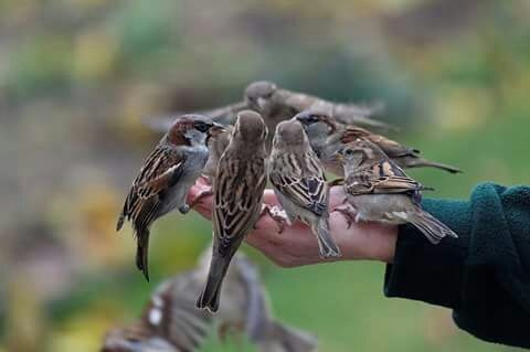 birds