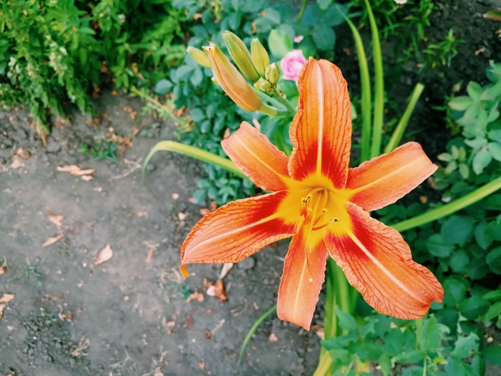 Лилия