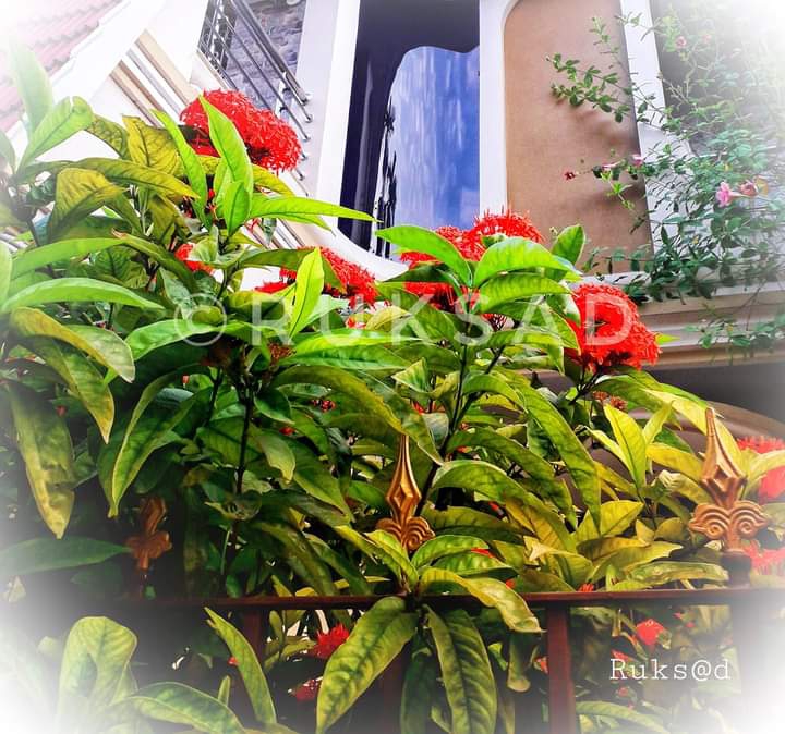 flowers