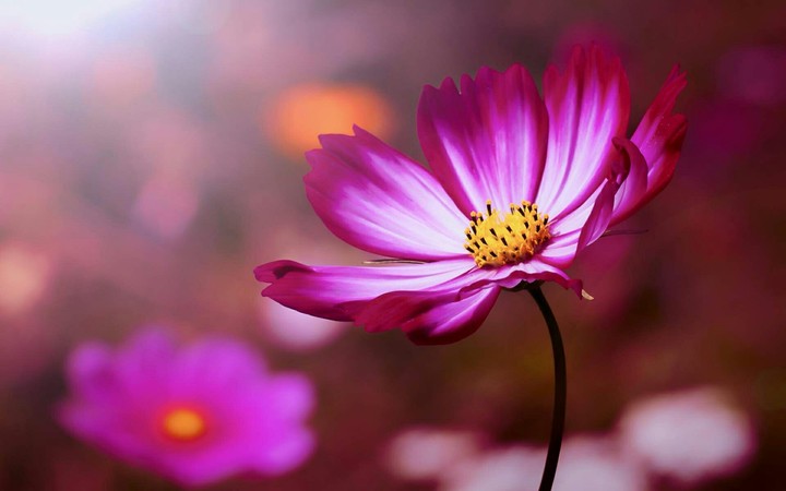 Cosmos flowers