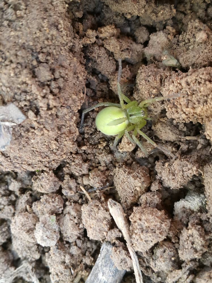 Black Widow