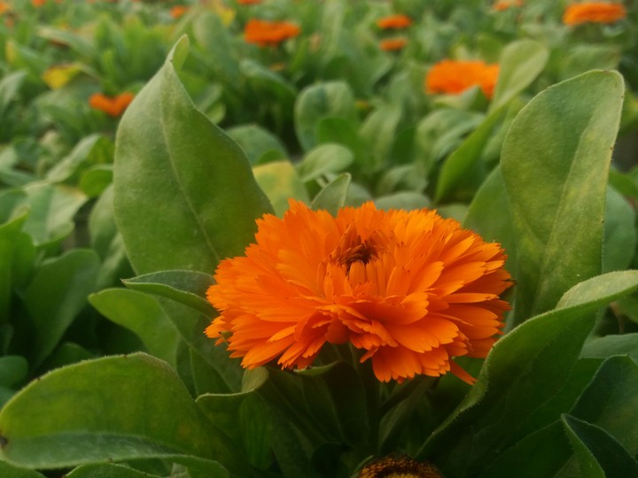 Calendula lover