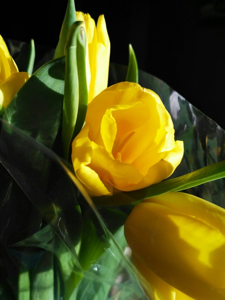 tulips